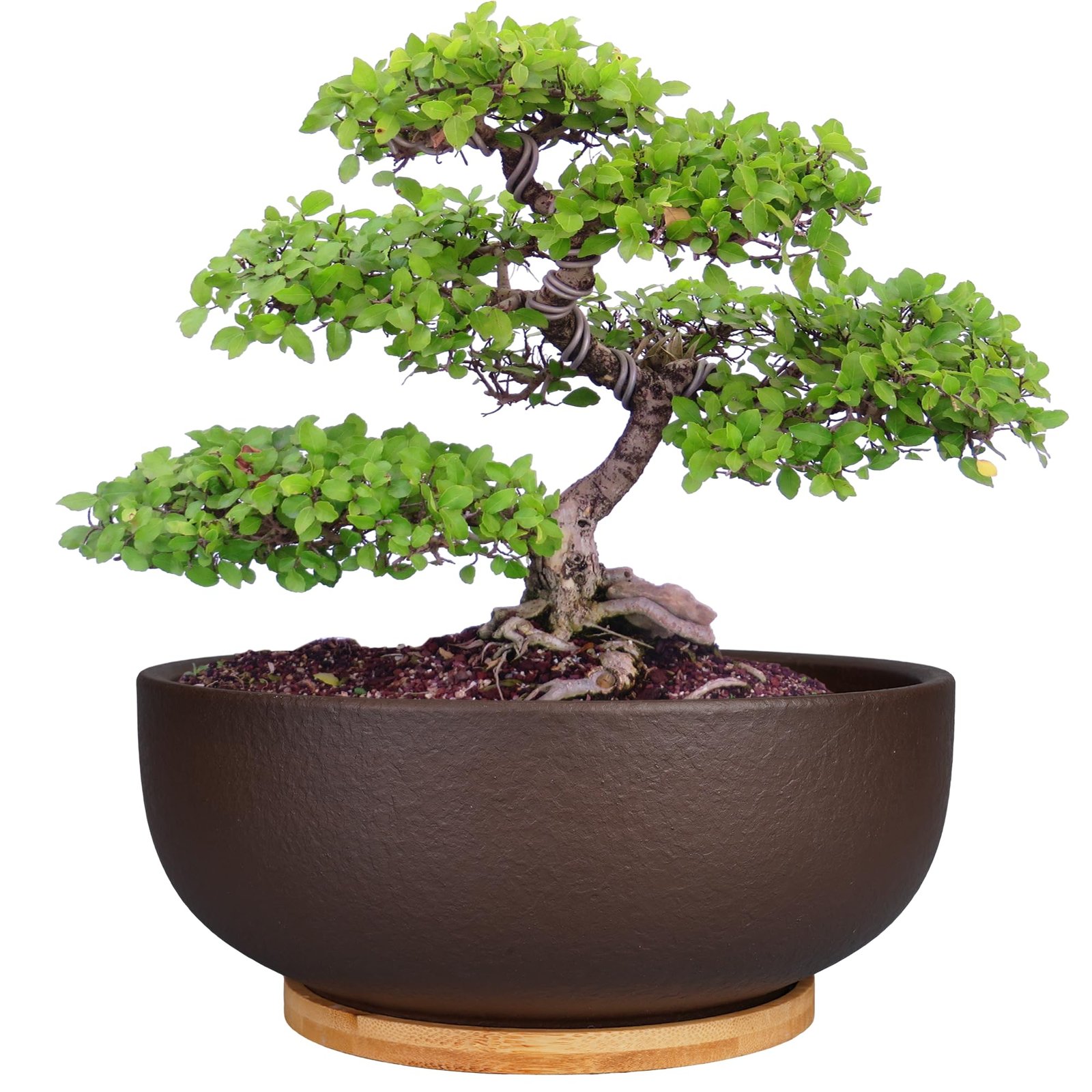 SQOWL 10 Inch Large Terracotta Planter Pot,Clay Succulent Bonsai Planter with Drainage Hole and Bamboo Saucer for Indoor Plants